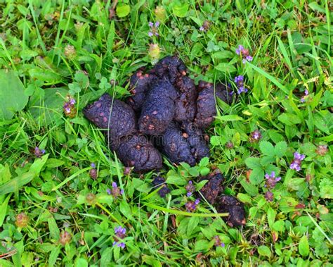 Yes, moose poop can look like bear poop. Both animals are large herbivores and they eat a variety of plants and vegetable matter, so the composition of their droppings is quite similar. Moose droppings are generally larger than bear droppings, and can range in size from 2 to 4 inches (depending on the size of the moose). 